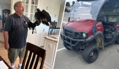 Trained hawk stolen from SoFi Stadium found, 1 still missing – NBC Los Angeles