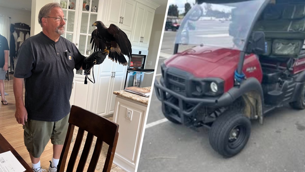 Trained hawk stolen from SoFi Stadium found, 1 still missing – NBC Los Angeles