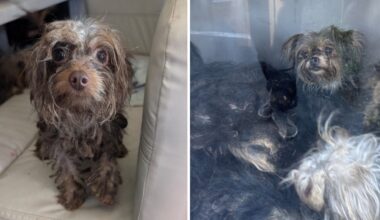 Dozens of neglected dogs rescued from RV in Berks County – NBC10 Philadelphia
