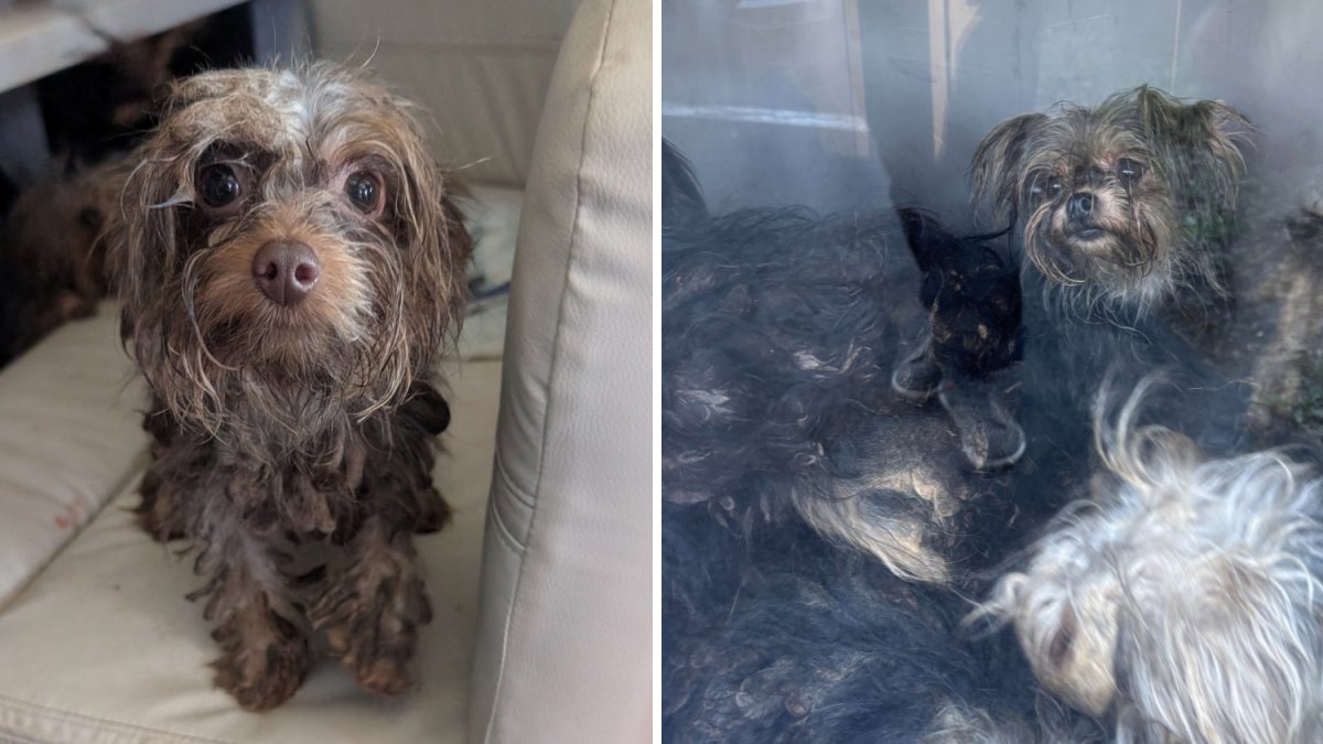 Dozens of neglected dogs rescued from RV in Berks County – NBC10 Philadelphia