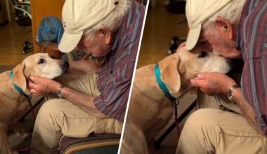 93-year-old West Hills man reunited with beloved dog – NBC Los Angeles