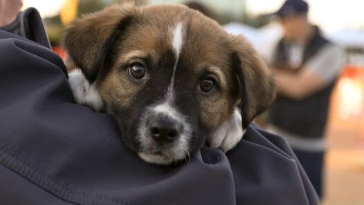 Walk to Save Animals AAWL Tempe Beach Park...