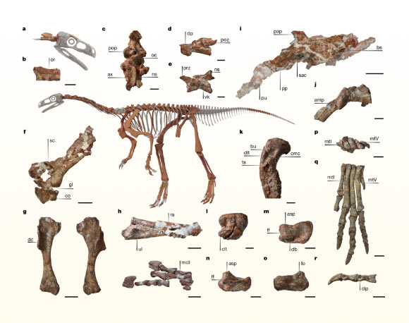 Selected bones of the Huayracursor jaguensis holotype. Image credit: Hechenleitner et al., doi: 10.1038/s41586-025-09634-3.