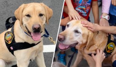 OCFA K9 retires after 7 years – NBC Los Angeles