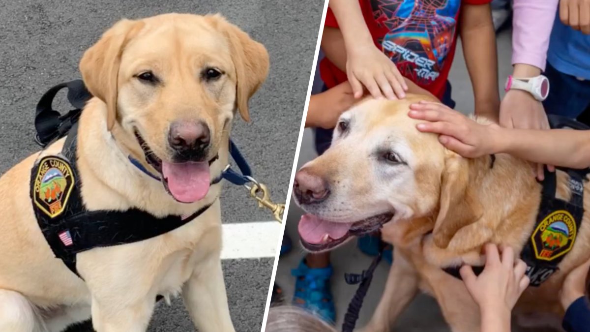 OCFA K9 retires after 7 years – NBC Los Angeles