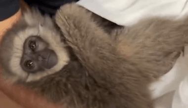 Endangered primates, 1 alive and 1 dead, found in checked bag at airport in India