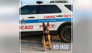 Five Chicago police K9s receive new protective vests