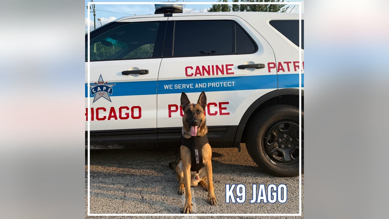 Five Chicago police K9s receive new protective vests