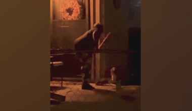 Dallas woman arrested after viral video shows beating of stray dog; search for injured animal continues