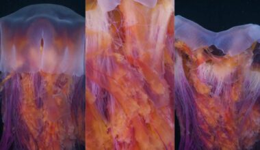 Diver Films World’s Largest Jellyfish Species at Night, and the Video Is Hypnotizing