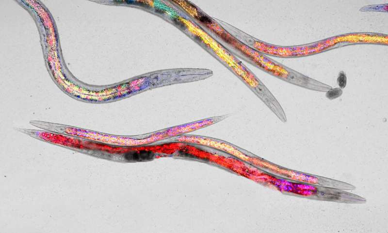 A balanced diet keeps the nematode C. elegans (pictured) fit and healthy in old age. Credit: Jachen Solinger, Biozentrum, University of Basel Longevity research: Dietary stress supports healthy aging