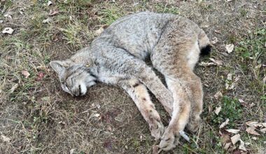 Reward offered in killing of Canada lynx in Perham, Maine