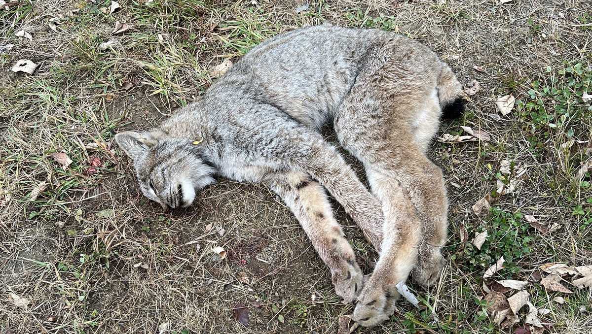 Reward offered in killing of Canada lynx in Perham, Maine
