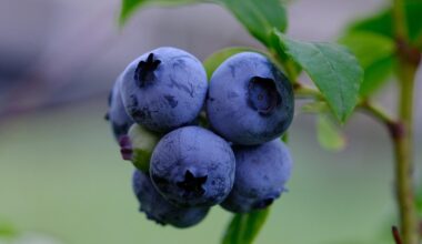 Peru’s Blueberry Industry: Managing Oversupply and Market Pressures