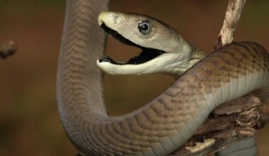 Why Getting Bit by a Mamba Sucks Extra Bad
