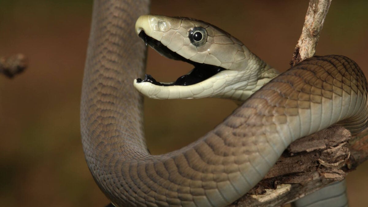 Why Getting Bit by a Mamba Sucks Extra Bad