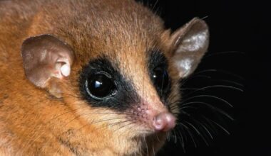 Researchers Discover A New Marsupial Species In Peru
