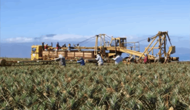 Maui Gold Pineapple wants to ramp up to full production, but deer and drought stand in the way : Maui Now