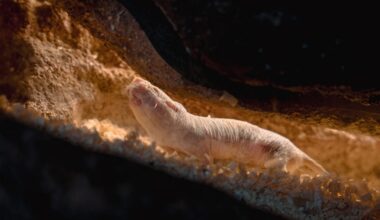 Some Naked Mole-Rats Are Just Born to Clean Toilets, Study Suggests