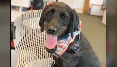 Dog dies after meth exposure in Ocean Beach, owner says – NBC 7 San Diego