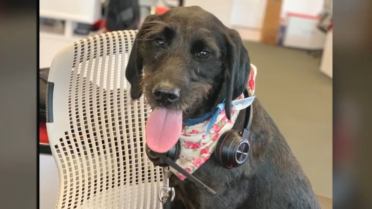 Dog dies after meth exposure in Ocean Beach, owner says – NBC 7 San Diego