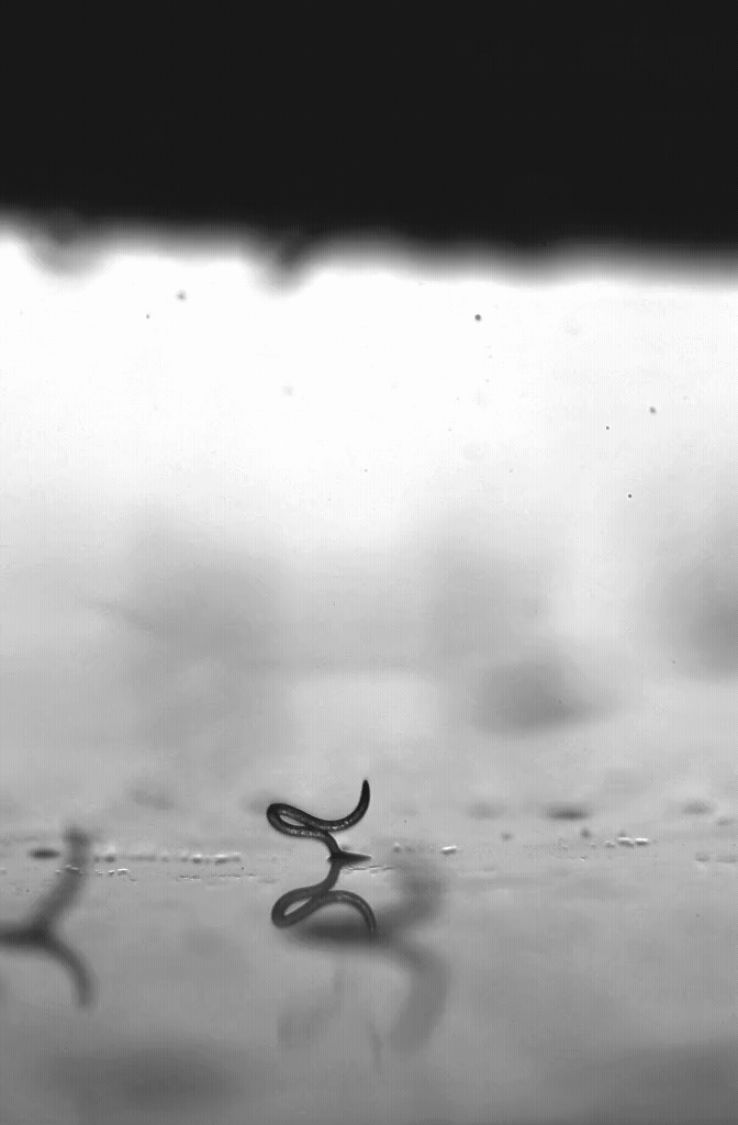 Nematode Super Jump
