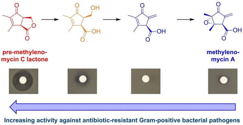 New antibiotic for drug-resistant bacteria found hiding in plain sight