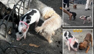 Piglet plays off-leash with pups at popular NYC dog park -- but experts warn its snout-rageous