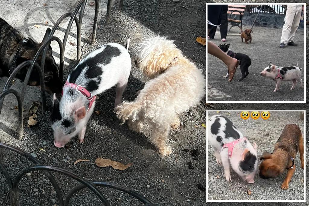 Piglet plays off-leash with pups at popular NYC dog park -- but experts warn its snout-rageous
