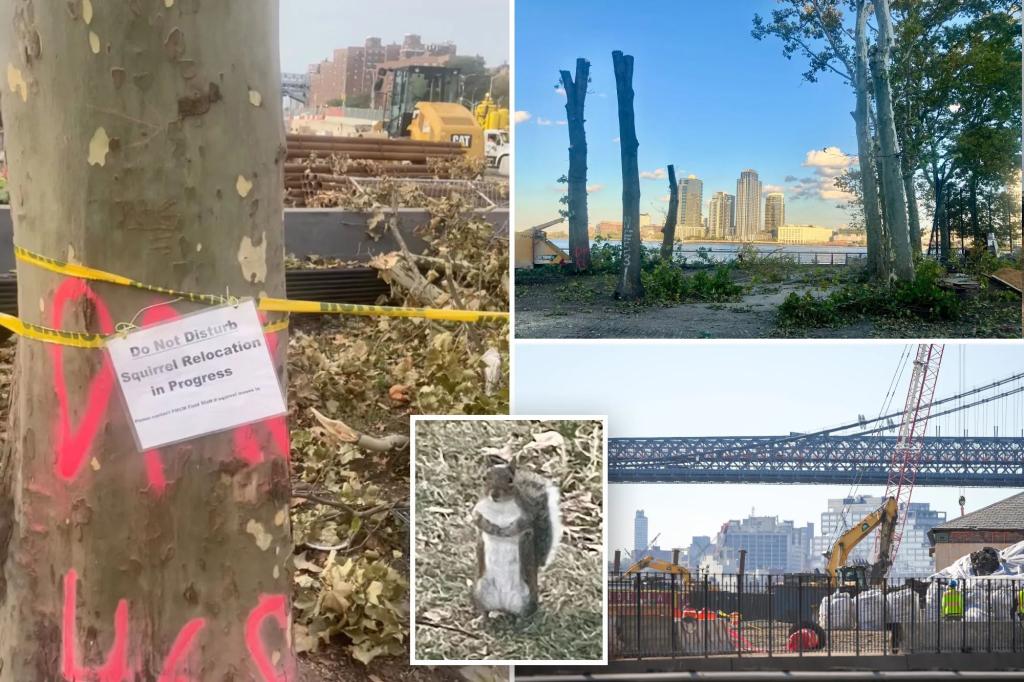 NYC squirrels saved from ‘certain death’ inside barren construction site – after locals reveal city had no rescue plan