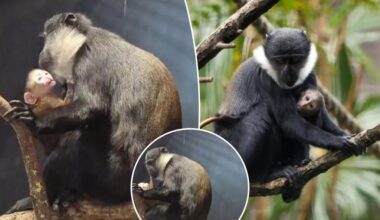 First sight of rare baby monkey born at Edinburgh Zoo