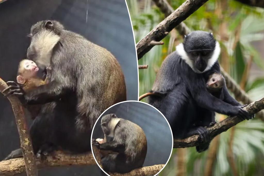 First sight of rare baby monkey born at Edinburgh Zoo
