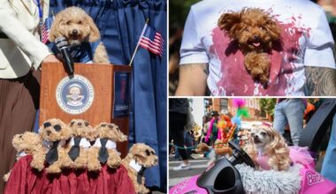 Costumed canines strut stuff at NYC's Halloween Dog Parade