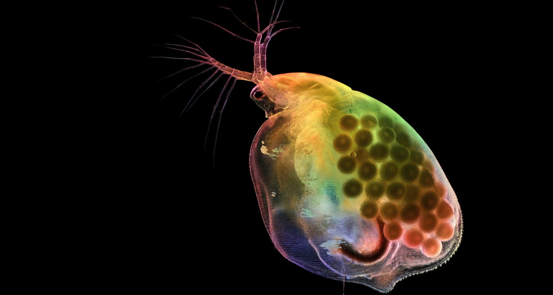 Pregnant water flea (Daphnia)