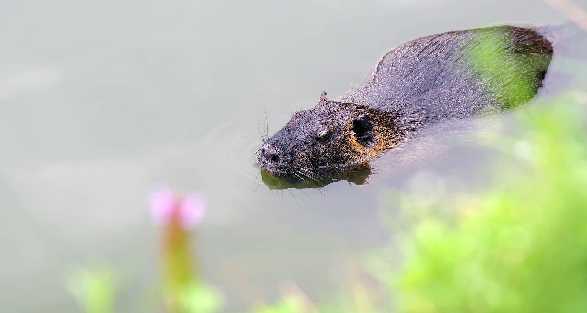 The US Fish and Wildlife Service suggests finding ways of consuming various invasive species, including the nutria, to protect the ecosystem of Mississippi.