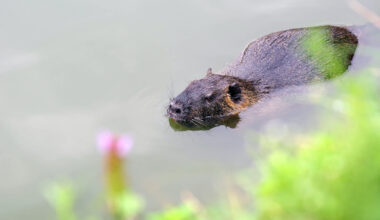 The US Fish and Wildlife Service suggests finding ways of consuming various invasive species, including the nutria, to protect the ecosystem of Mississippi.
