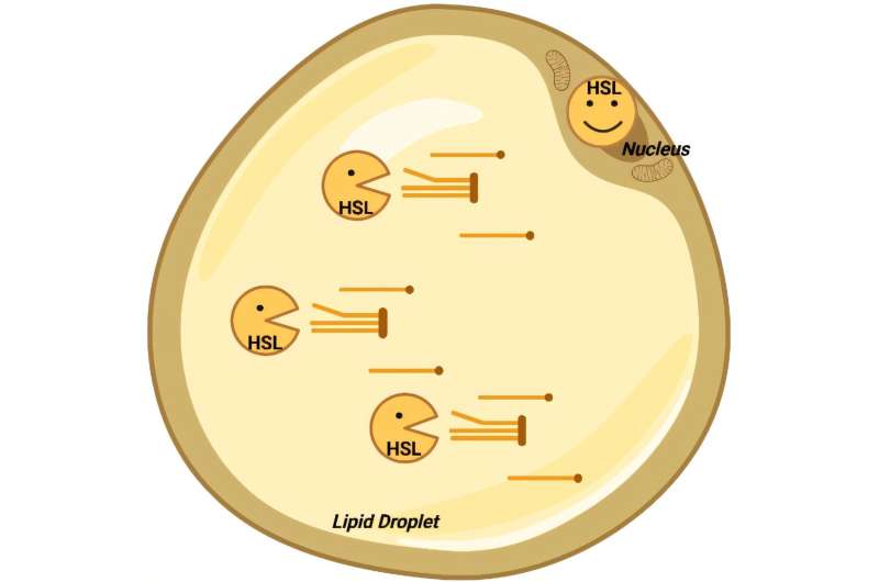 HSL contributes to the mobilization of fats stored in the lipid droplet. In the nucleus, HSL ensures the proper functioning of the adipocyte. Credit: I2MC, 2025. Created in https://BioRender.com Obesity: A discovery shakes 60 years of certainty about fat metabolism