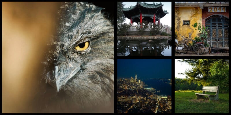 A collage featuring a close-up of a bird’s eye, a traditional Asian pavilion over water, a rustic building with a bike, a cityscape at dusk, and a park bench near a tree in a grassy area.