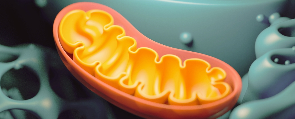 Mitochondria Dump Their Rubbish DNA, And It Could Be Costing Us Our Health : ScienceAlert