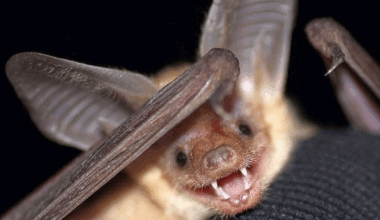 Bat tests positive for rabies in Monterey County, pets exposed