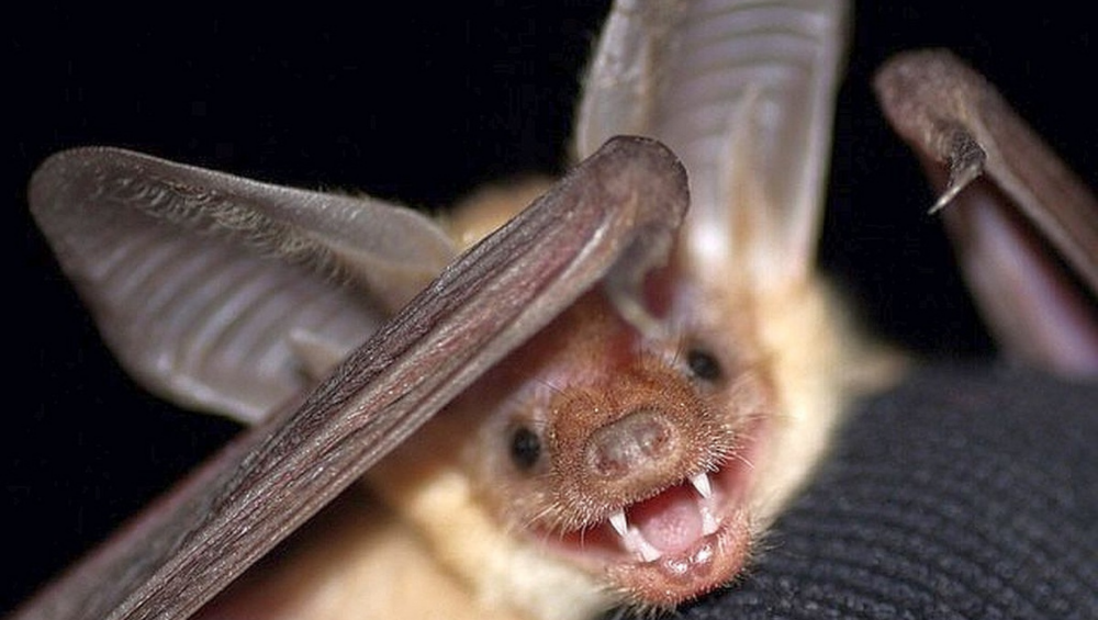 Bat tests positive for rabies in Monterey County, pets exposed