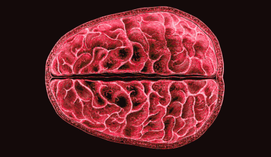 Scientists Identified Structural, Brain-Wide Changes During Menstruation : ScienceAlert