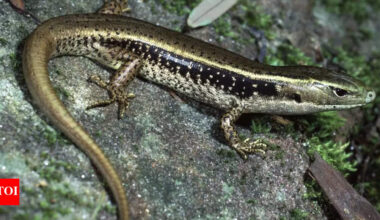 Australian skinks’ venom resistance reveals genetic secrets that could lead to life-saving snakebite treatments: Study |