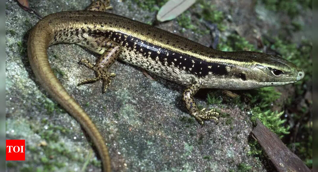 Australian skinks’ venom resistance reveals genetic secrets that could lead to life-saving snakebite treatments: Study |