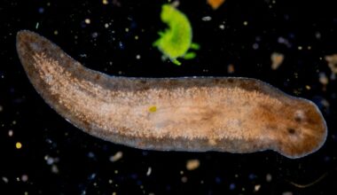 The Stem Cell Secrets of This Tiny Worm Could Help Unlock Human Regeneration : ScienceAlert