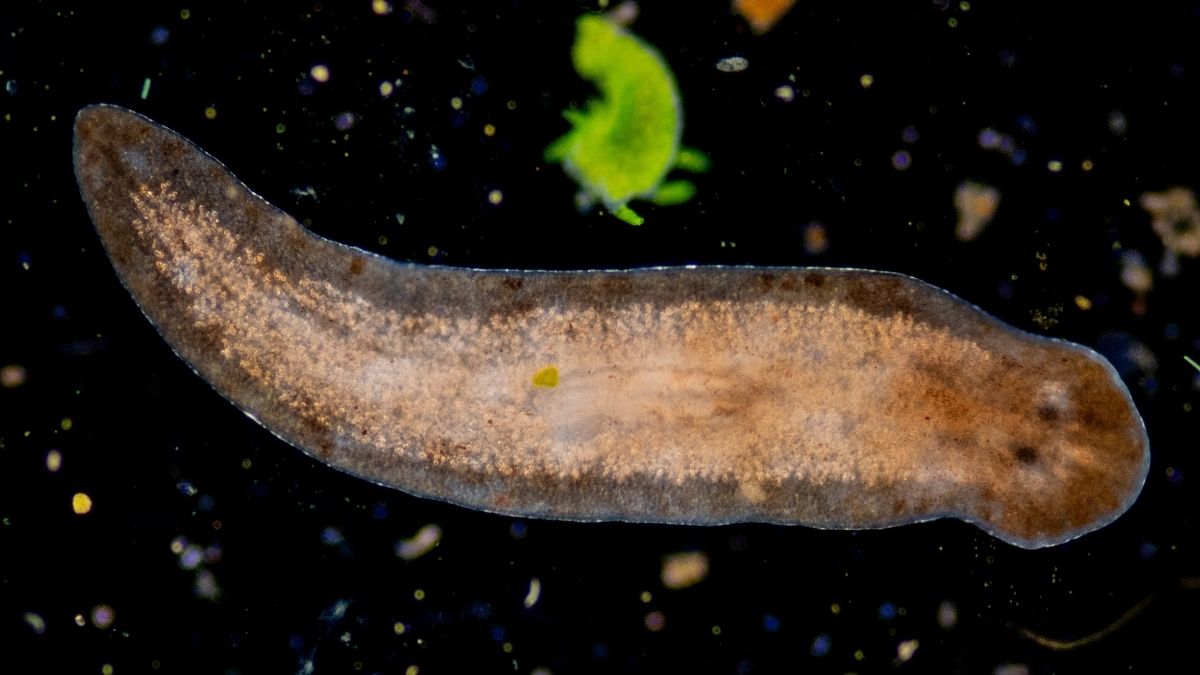 The Stem Cell Secrets of This Tiny Worm Could Help Unlock Human Regeneration : ScienceAlert