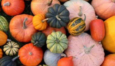 7 must-visit fall pumpkin patches around San Antonio in 2025