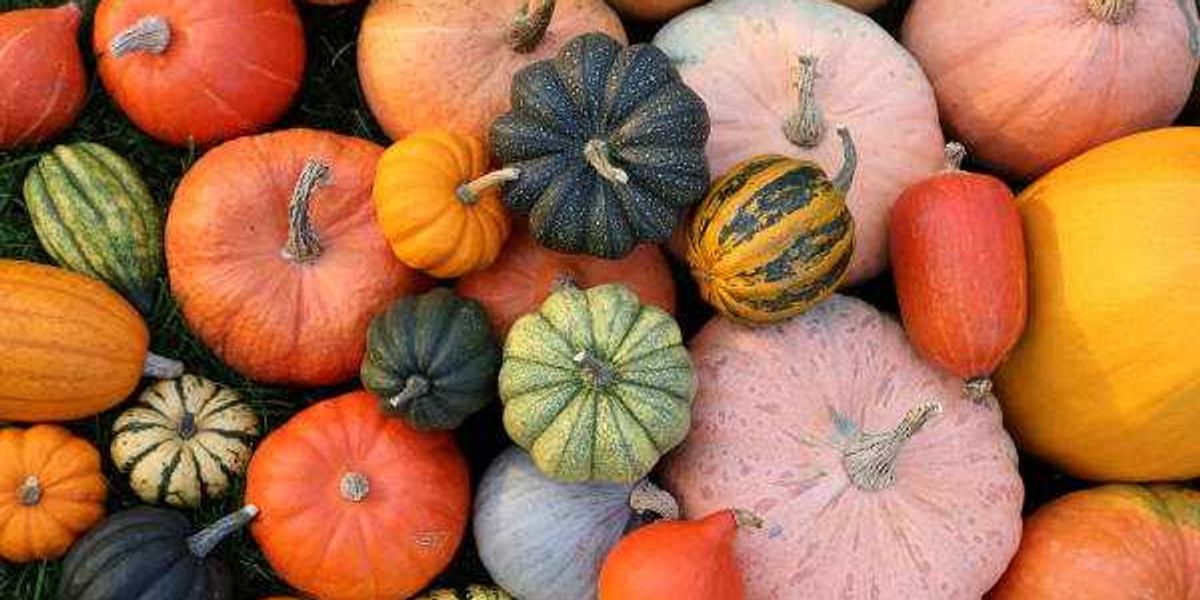 7 must-visit fall pumpkin patches around San Antonio in 2025