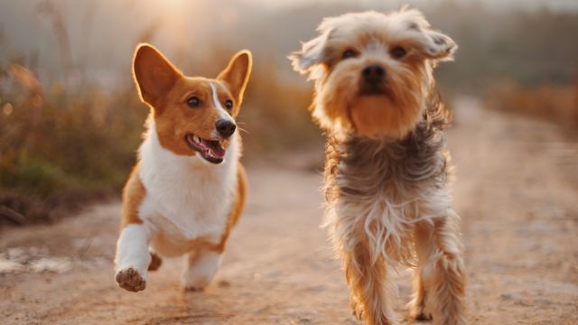 Dog Study Links Puppy DNA Mutations to Parental Age