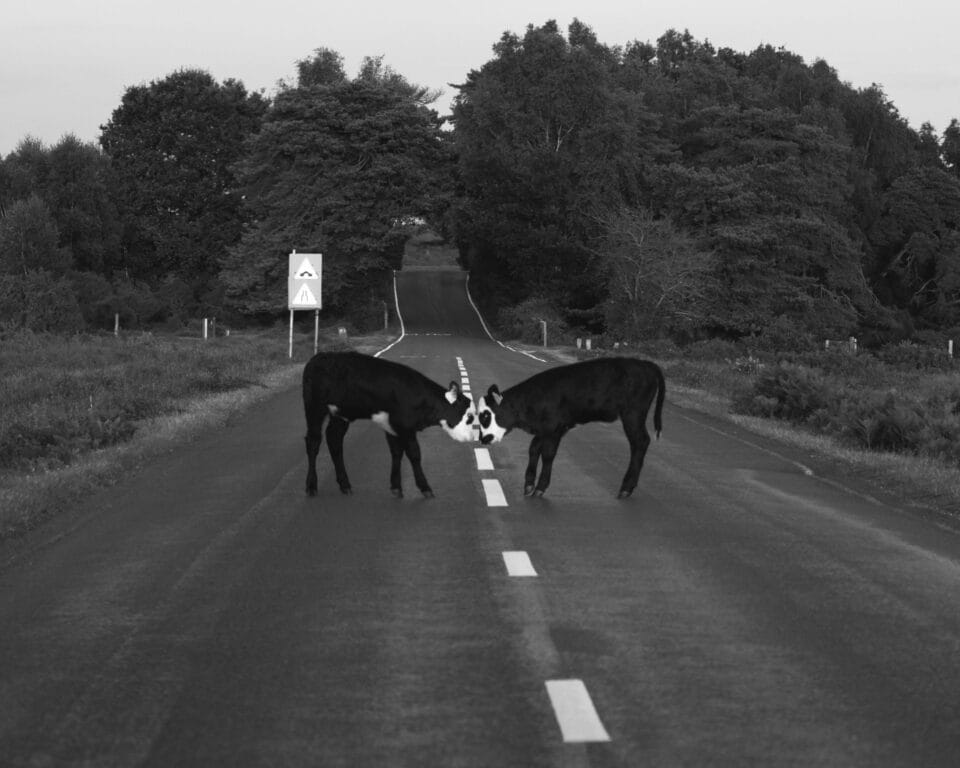two cows gingerly touch foreheads in the middle of a road